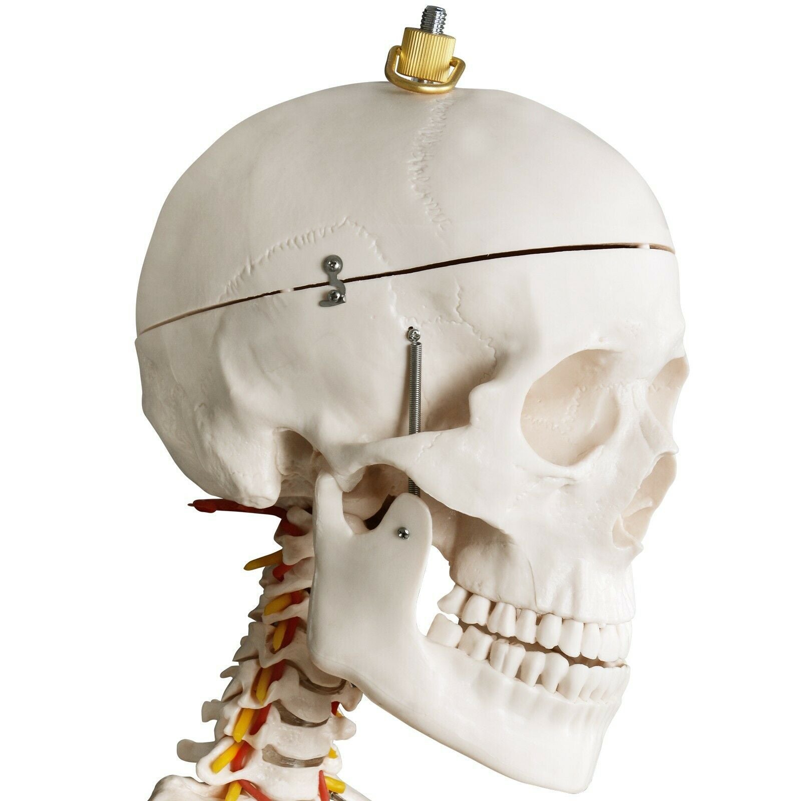 Anatomie skelet/Menselijk Model incl. beschermende afdekking