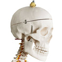 Anatomie skelet/Menselijk Model incl. beschermende afdekking