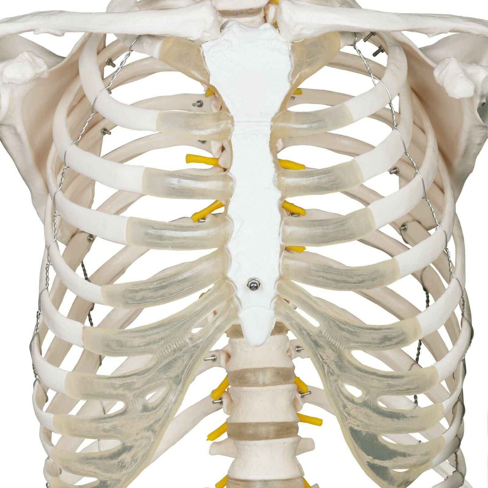 Anatomie skelet/Menselijk Model incl. beschermende afdekking
