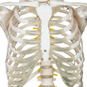 Anatomie skelet/Menselijk Model incl. beschermende afdekking