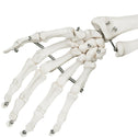 Anatomie skelet/Menselijk Model incl. beschermende afdekking