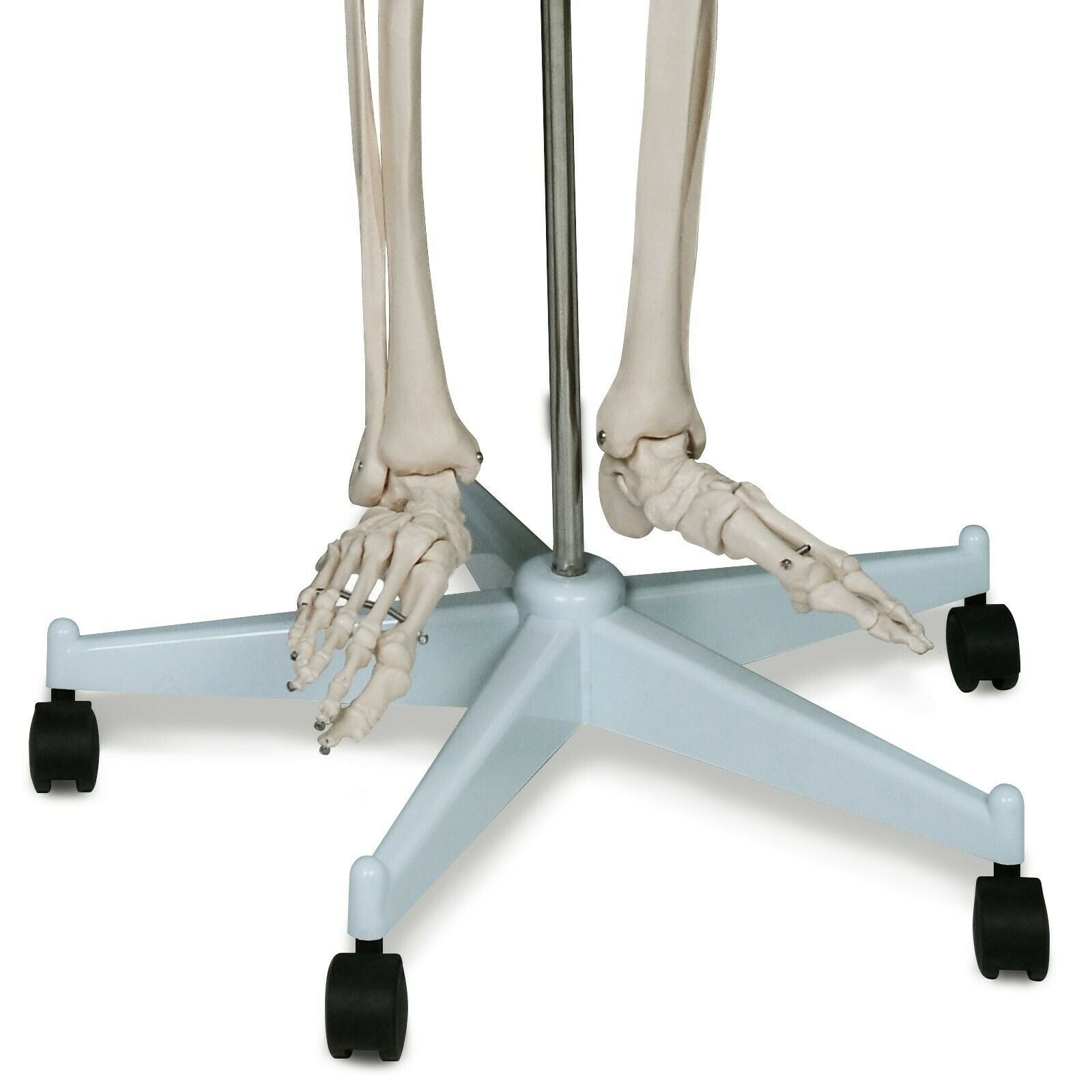 Anatomie skelet/Menselijk Model incl. beschermende afdekking