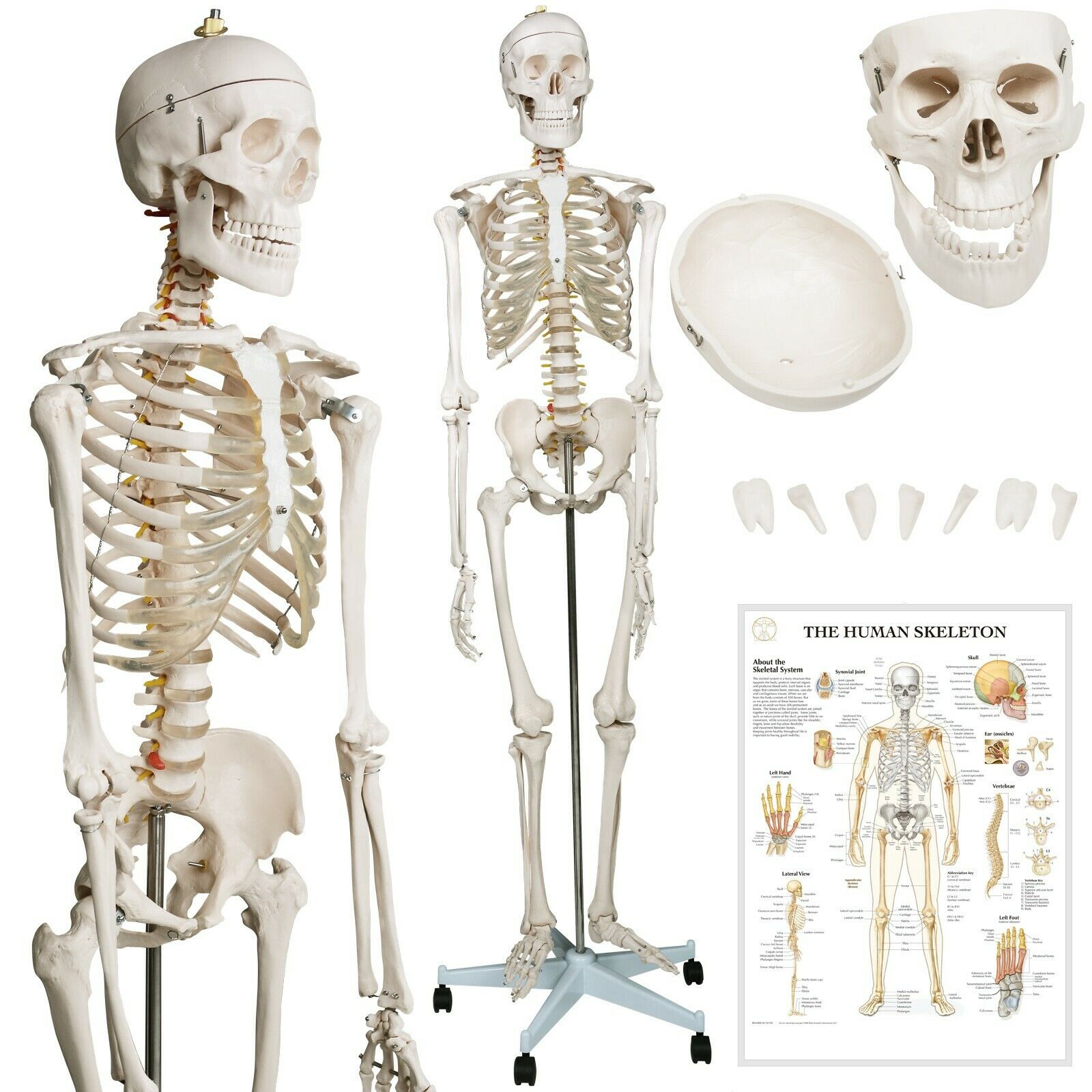 Anatomie skelet/Menselijk Model incl. beschermende afdekking