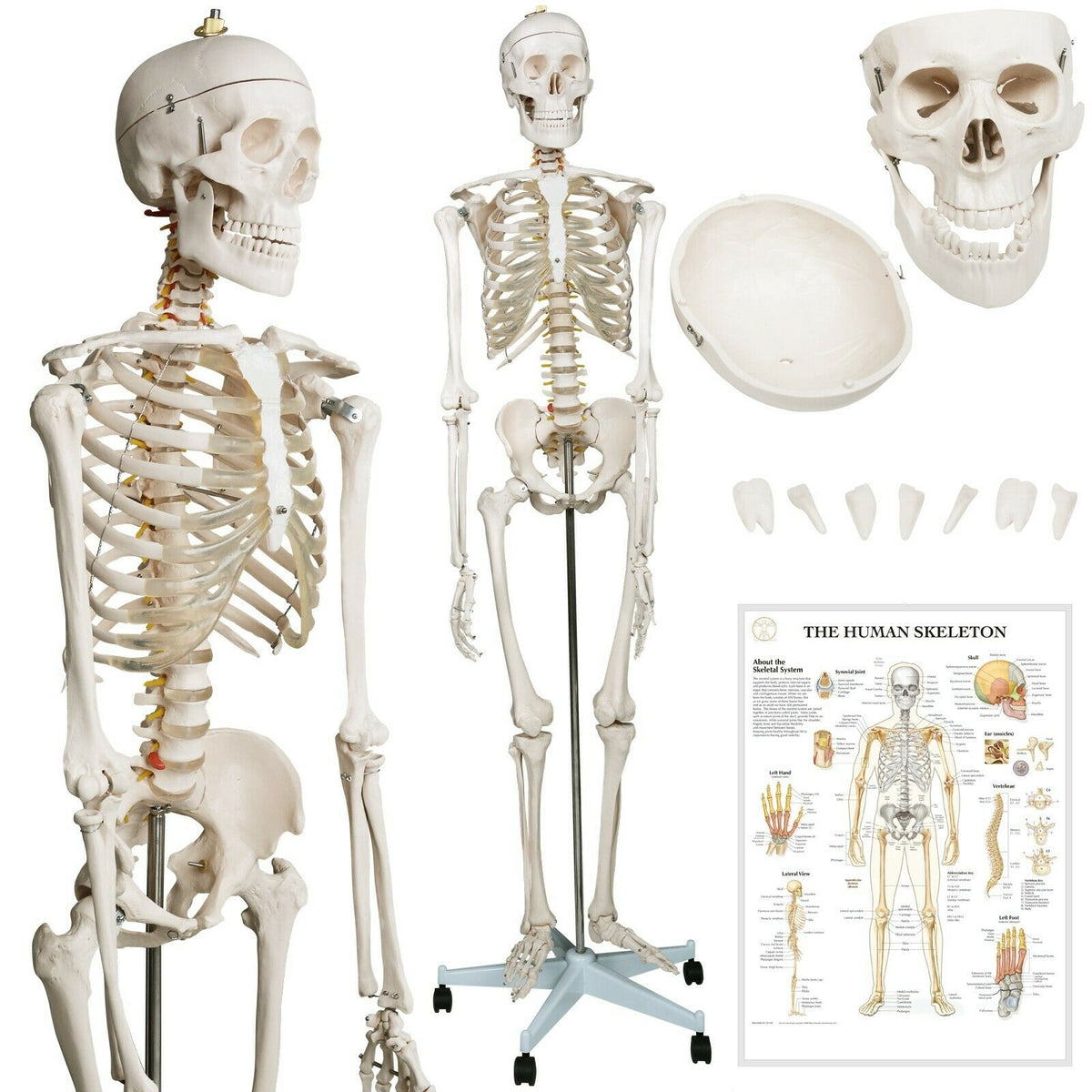 Anatomie skelet/Menselijk Model incl. beschermende afdekking