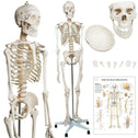 Anatomie skelet/Menselijk Model incl. beschermende afdekking